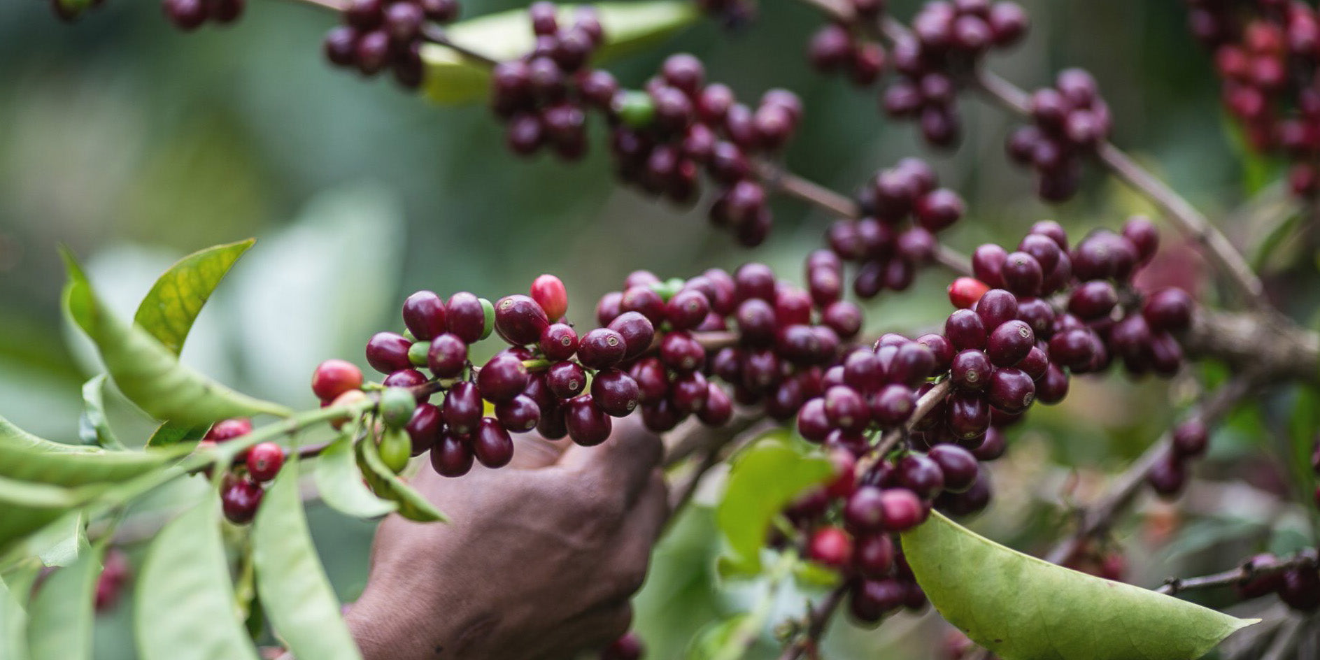 Cupping from above.